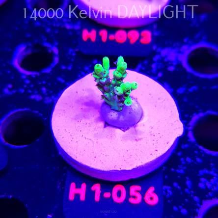 Acropora ACULEUS HIGHLIGHTER SSA (20.06.2026) H1-056  3cm