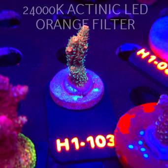 Acropora MILLEPORA RAINBOW (01.02.2026) H1-103  4cm