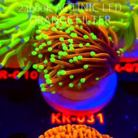 Euphyllia glabrescens RAPUNZEL (04.12.2025) KR-031