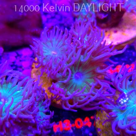 Duncanopsammia axifuga (15.01.2026) H3-047  4P