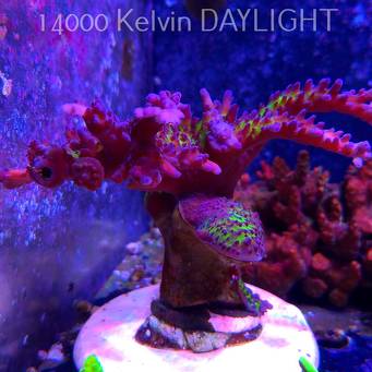Acropora EC Frankie's Kryptonite (20.03.2025) L1-III-2  15cm