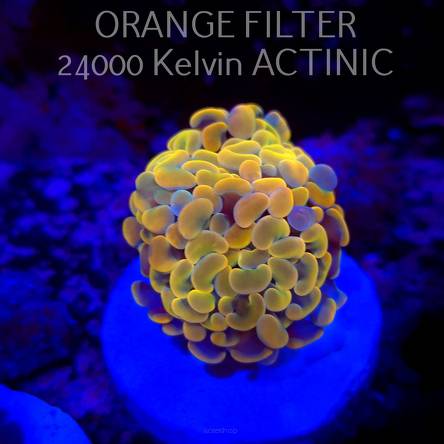 Euphyllia paraancora GOLD HOLOGRAM HAMMER (02.04.2025)