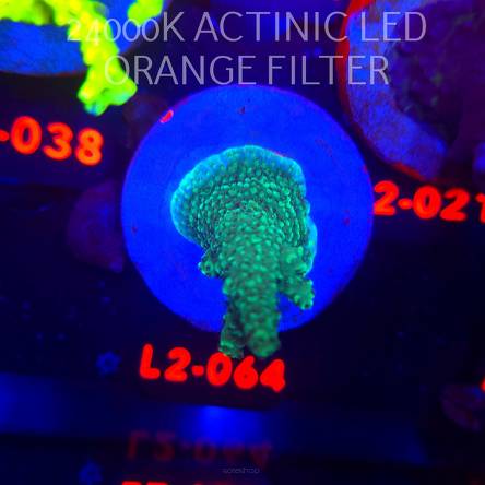 Acropora sp. AUSTRALIA (12.11.2025) L2-064  6cm