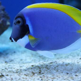 Acanthurus leucosternon (Pokolec Białobrody) 9-10 cm
