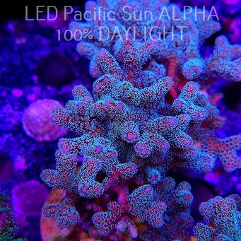 Seriatopora guttatus (22.01.2025)  10cm