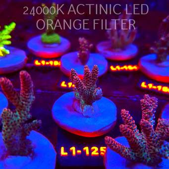 Acropora HYACINTHUS ULTRA (02.08.2026) L1-125  4cm