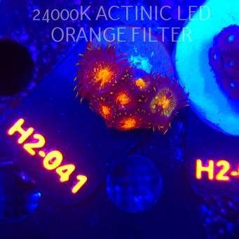 Zoanthus AUSSIE STARLIGHTS ZOA (01.12.2025) 6P  H2-041