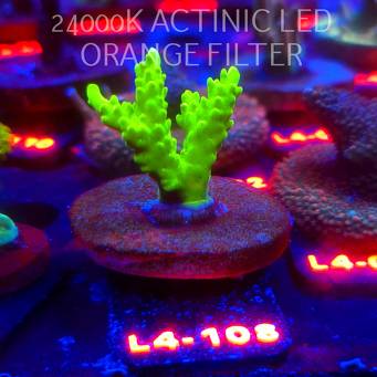 Acropora sp. PREMIUM AUSTRALIA (06.01.2026) L4-108  4cm