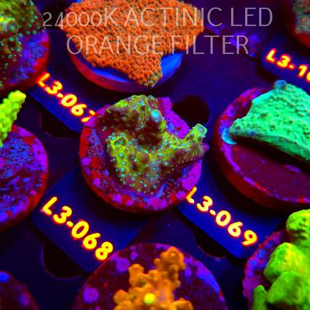 Acropora humilis URANIUM (11.09.2026) L3-068  5cm