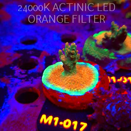Acropora JMC SPECIAL (12.06.2026) M1-017  4cm