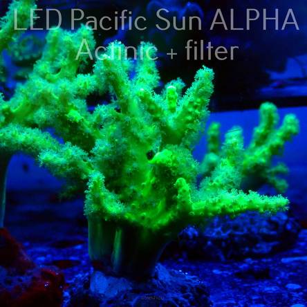 Sinularia FIJI ultra fluo green (18.06.2023)