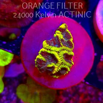 Favia Mystic Grape (18.09.2025)  4cm