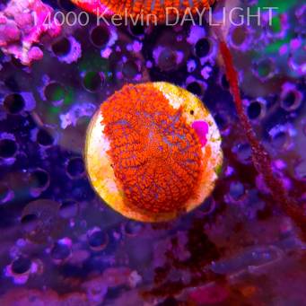 Rhodactis GRAND MASTER RED (03.06.2025)  3cm