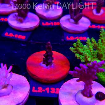 Acropora sp. PREMIUM AUSTRALIA (14.08.2026) L2-132  3cm