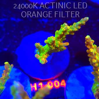 Acropora loripes GOLDEN JAWDROPPER (25.10.2025) H1-004  7cm