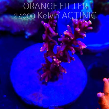 Acropora CARDUUS LITTLE RED FERRARI (04.10.2025)  6cm