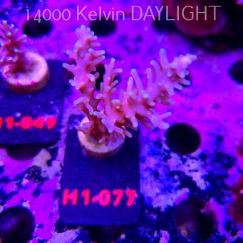 Acropora CARDUUS PACMAN (11.10.2026)  H1-077  6cm