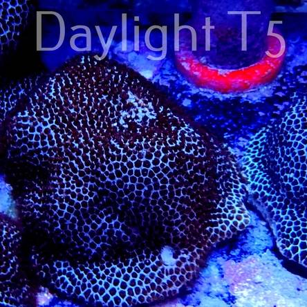 Porites snakeskin (15.06.2023)