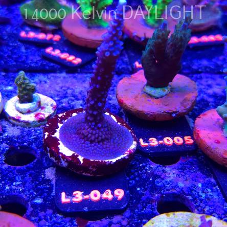 Acropora formosa BLUE JEANS (05.01.2026) L3-049  10cm