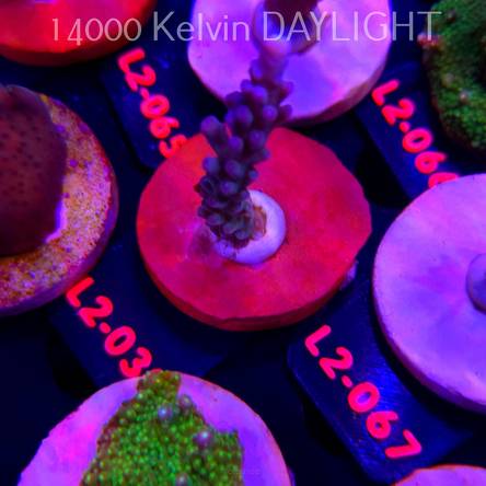 Acropora loripes JM LIME ICE (14.08.2026) L2-030  5cm