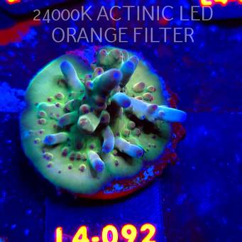 Acropora LORIPES FIJI GOLD (06.01.2026) L4-092  4cm