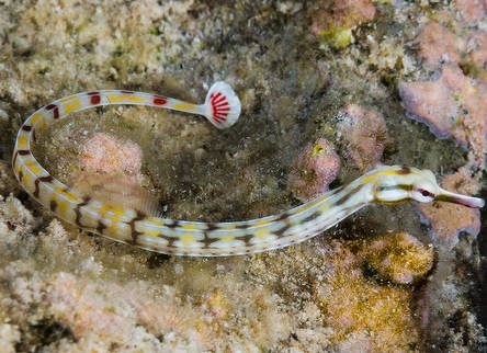 Corythoichthys alchetron 13 cm