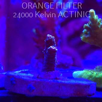 Acropora MILLEPORA GREEN (19.06.2025) L3-I-2  3cm