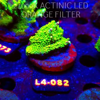 Acropora GOLD FEVER (07.01.2026) L4-082  5cm