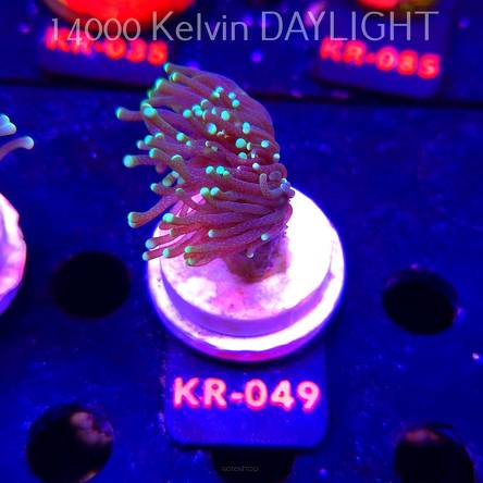 Euphyllia glabrescens PREMIUM (01.02.2026) KR-049