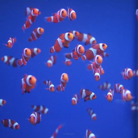 Amphiprion ocellaris 2-3 cm TANK BRED