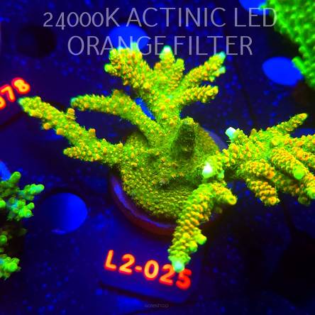 Acropora MILLEPORA SUNSET  (16.11.2025) L2-025  15cm