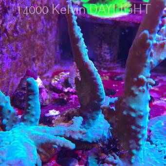 Acropora sp. AUSTRALIA (06.11.2025) MM1-II-2  10cm