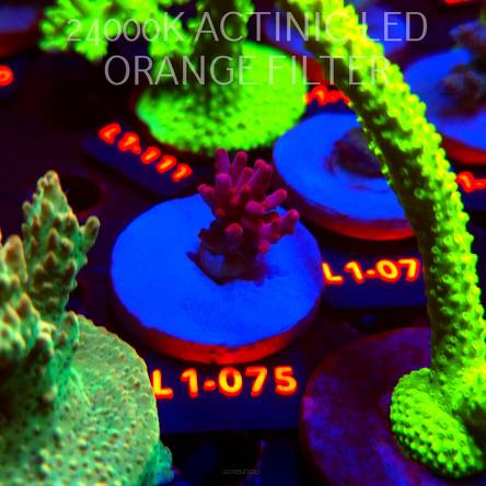 Acropora JMC PINK DREAM (02.08.2026) L1-075  2cm