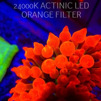 Entacmaea quadricolor RAINBOW SUNBURST (06.03.2026) XL