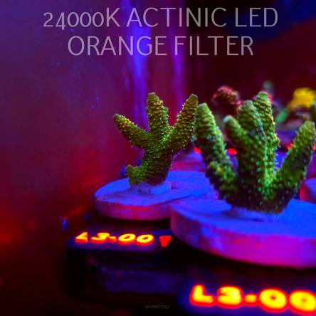 Acropora MILLEPORA SUNSET (10.09.2026) L3-001  5cm