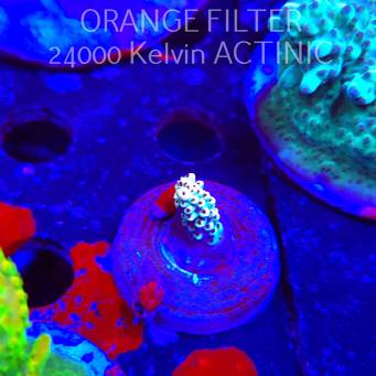 Acropora Jason Fox's Fox Flame Acro (19.06.2025) L3-III-16  2cm