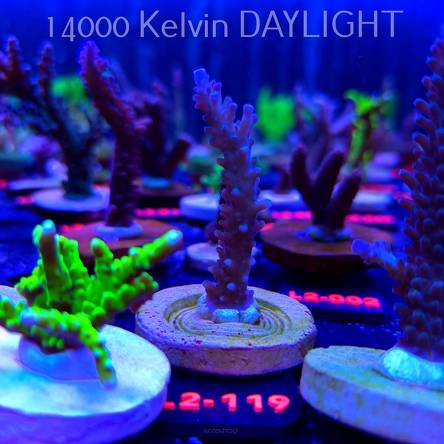 Acropora sp AUSTRALIA (12.11.2025) L2-119  7cm