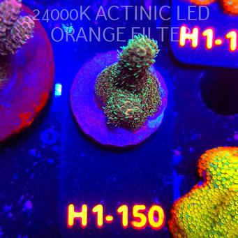 Acropora MILLEPORA RAINBOW (04.02.2026) H1-150  4cm