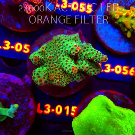 Acropora HYACINTHUS RED PLANET (10.09.2026) L3-015  5cm