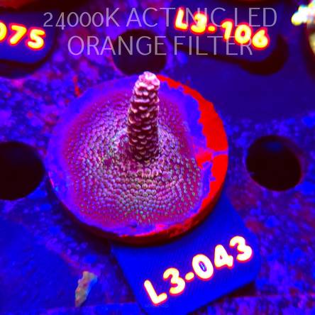 Acropora sp. PREMIUM AUSTRALIA (05.01.2026) L3-043  5cm