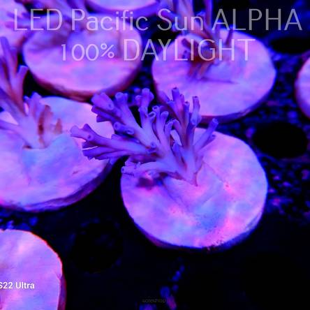   Acropora ECHINATA ICE FIRE (20.12.2023) L4-IV-19  5cm