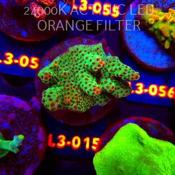 Acropora HYACINTHUS RED PLANET (10.09.2026) L3-015  5cm