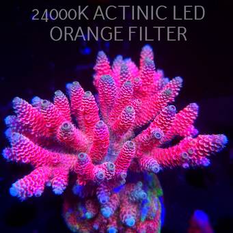 Acropora MILLEPORA HOT PINK (03.03.2026)  12cm