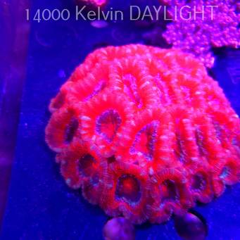 Acanthastrea lordhowensis RED + PINK TIPS (04.03.2026)  35P+ XXL