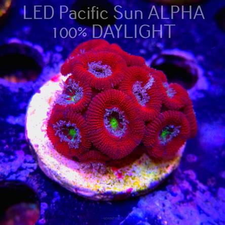Acanthastrea lordhowensis RED DRAGON EYE  (07.03.2024)  5cm