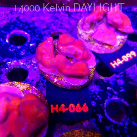 Blue Ridge Coral - Heliopora coerulea - Blue Fire Coral (01.06.2026) H4-066  5cm