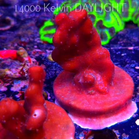 Blue Ridge Coral - Heliopora coerulea - Blue Fire Coral (06.05.2025)  6cm