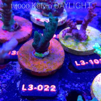 Acropora sp. AUSTRALIA (05.01.2026) L3-022  6cm