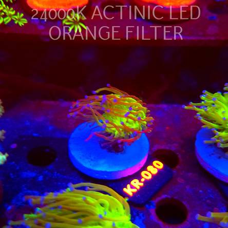 Euphyllia glabrescens TG TOXIC JOKER TORCH (01.09.2026) KR-080