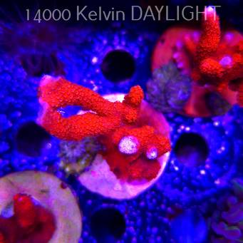 Montipora digitata RED (22.09.2025)  10cm